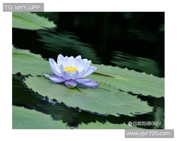 于梦雨的心灵之旅在时光的涟漪中绽放出璀璨的花朵 于梦雨的心灵之旅在时光的涟漪中绽放出璀璨的花朵